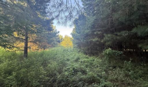 Photo #7 of 359 Cedar Grove Church Rd, Johnsonville, SC 0.5 acres