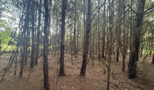 Photo #9 of 359 Cedar Grove Church Rd, Johnsonville, SC 0.5 acres