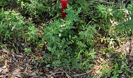 Photo #6 of tbd Watson Way, Pawleys Island, SC 0.2 acres