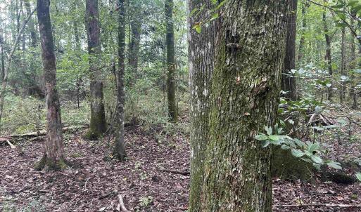 Photo #24 of 185 Legion St., Dillon, SC 135.0 acres