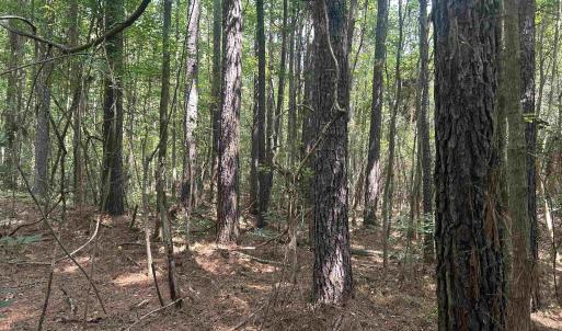 Photo #23 of 185 Legion St., Dillon, SC 135.0 acres