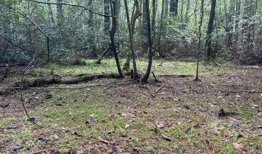 Photo #11 of 185 Legion St., Dillon, SC 135.0 acres