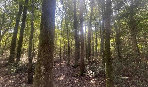 Photo #17 of 185 Legion St., Dillon, SC 135.0 acres