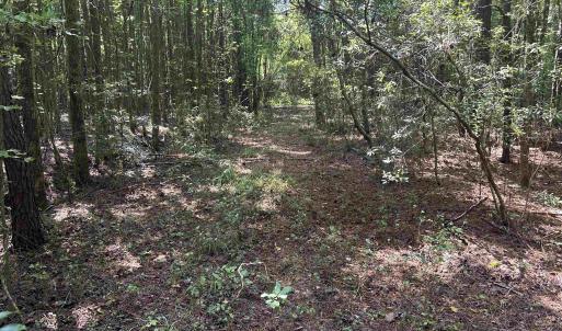 Photo #16 of 185 Legion St., Dillon, SC 135.0 acres