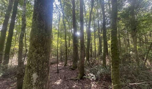 Photo #19 of 185 Legion St., Dillon, SC 135.0 acres