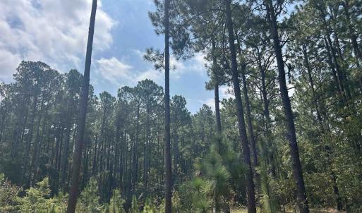 Photo #6 of 185 Legion St., Dillon, SC 135.0 acres
