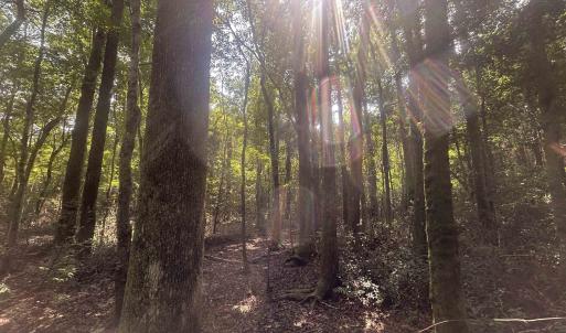 Photo #18 of 185 Legion St., Dillon, SC 135.0 acres