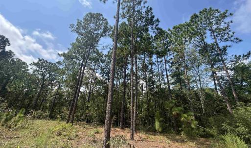 Photo #7 of 185 Legion St., Dillon, SC 135.0 acres
