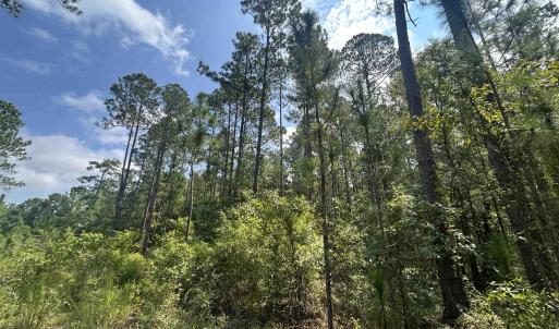 Photo #8 of 185 Legion St., Dillon, SC 135.0 acres