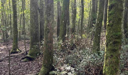 Photo #22 of 185 Legion St., Dillon, SC 135.0 acres