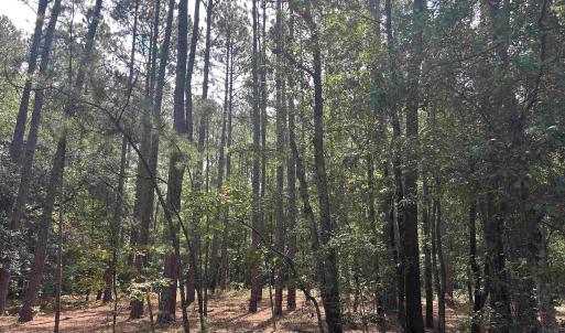 Photo #10 of 185 Legion St., Dillon, SC 135.0 acres