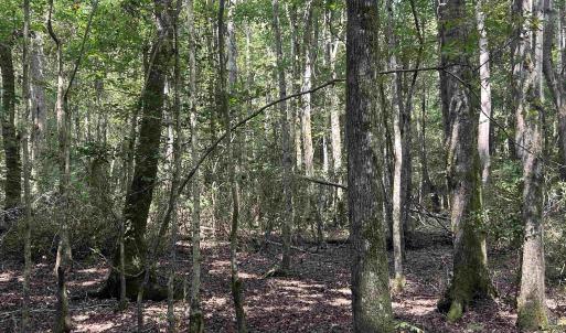 Photo #21 of 185 Legion St., Dillon, SC 135.0 acres