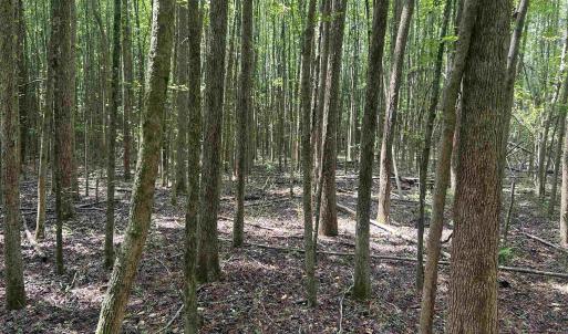 Photo #26 of 185 Legion St., Dillon, SC 135.0 acres