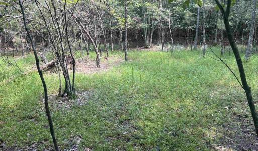 Photo #13 of 185 Legion St., Dillon, SC 135.0 acres