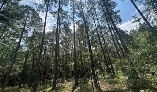 Photo #9 of 185 Legion St., Dillon, SC 135.0 acres