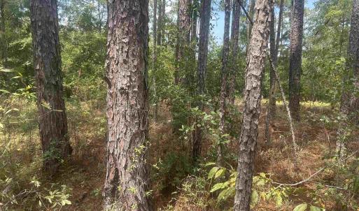 Photo #27 of 185 Legion St., Dillon, SC 135.0 acres
