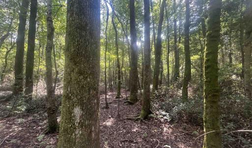 Photo #20 of 185 Legion St., Dillon, SC 135.0 acres