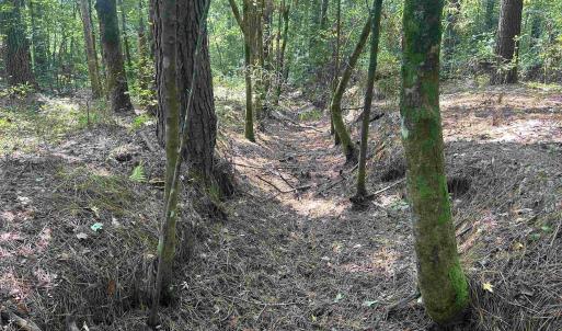 Photo #14 of 185 Legion St., Dillon, SC 135.0 acres