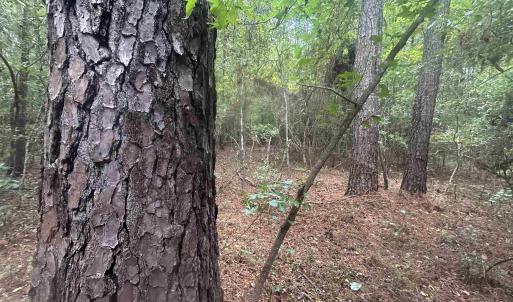 Photo #25 of 185 Legion St., Dillon, SC 135.0 acres