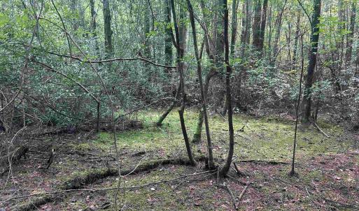 Photo #12 of 185 Legion St., Dillon, SC 135.0 acres