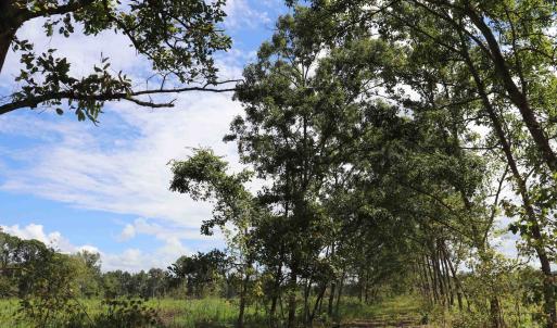 Photo #23 of Old Forreston Rd., Greeleyville, SC 237.0 acres