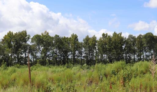 Photo #18 of Old Forreston Rd., Greeleyville, SC 237.0 acres