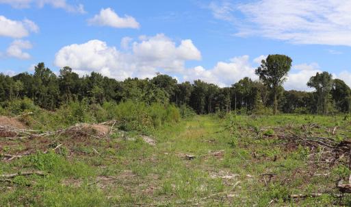 Photo #20 of Old Forreston Rd., Greeleyville, SC 237.0 acres