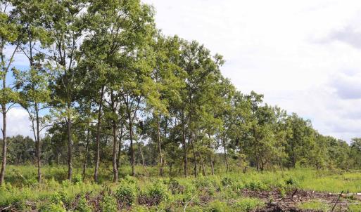 Photo #25 of Old Forreston Rd., Greeleyville, SC 237.0 acres