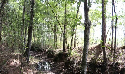 Photo #15 of Old Forreston Rd., Greeleyville, SC 237.0 acres