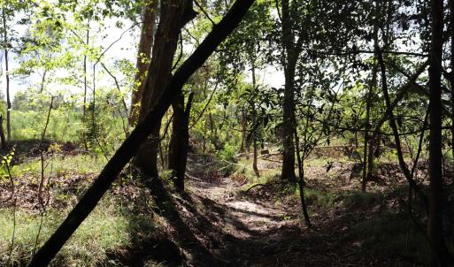 Photo #13 of Old Forreston Rd., Greeleyville, SC 237.0 acres