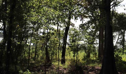 Photo #9 of Old Forreston Rd., Greeleyville, SC 237.0 acres