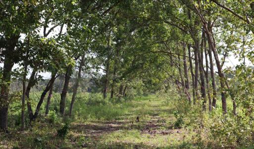 Photo #21 of Old Forreston Rd., Greeleyville, SC 237.0 acres