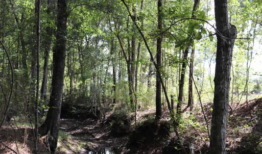 Photo #14 of Old Forreston Rd., Greeleyville, SC 237.0 acres