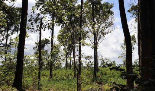 Photo #11 of Old Forreston Rd., Greeleyville, SC 237.0 acres