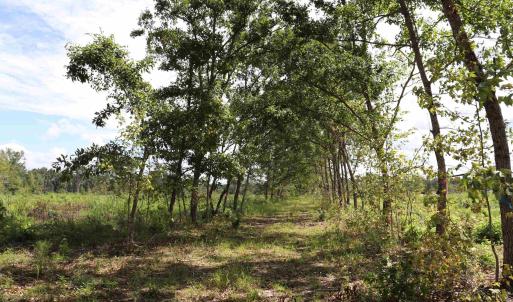 Photo #22 of Old Forreston Rd., Greeleyville, SC 237.0 acres