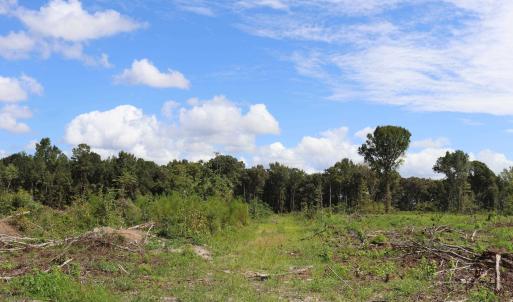 Photo #19 of Old Forreston Rd., Greeleyville, SC 237.0 acres