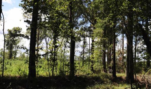 Photo #12 of Old Forreston Rd., Greeleyville, SC 237.0 acres