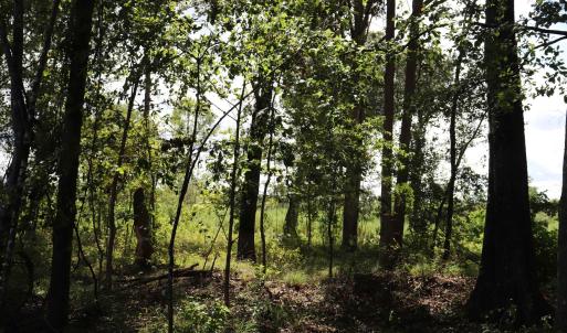 Photo #8 of Old Forreston Rd., Greeleyville, SC 237.0 acres