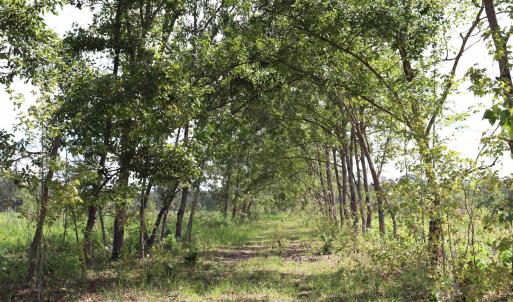 Photo #24 of Old Forreston Rd., Greeleyville, SC 237.0 acres