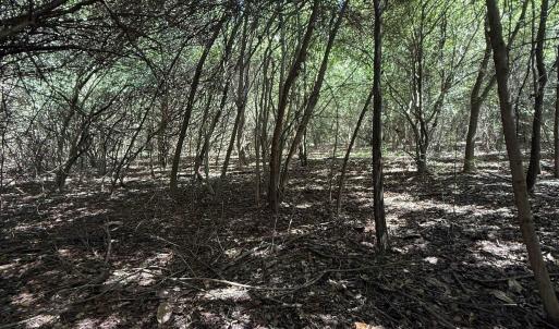Photo #4 of TBD Black Branch Rd., Dillon, SC 0.7 acres
