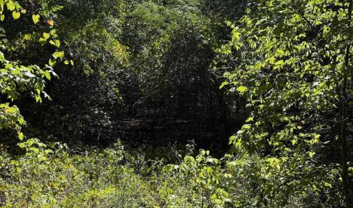 Photo #5 of TBD Black Branch Rd., Dillon, SC 0.7 acres