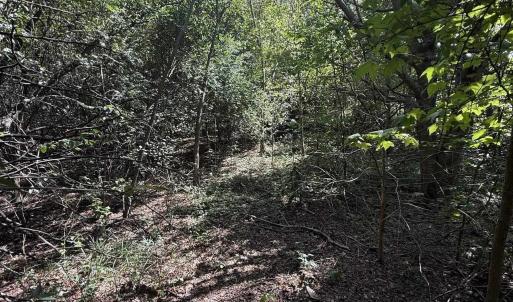 Photo #3 of TBD Black Branch Rd., Dillon, SC 0.7 acres