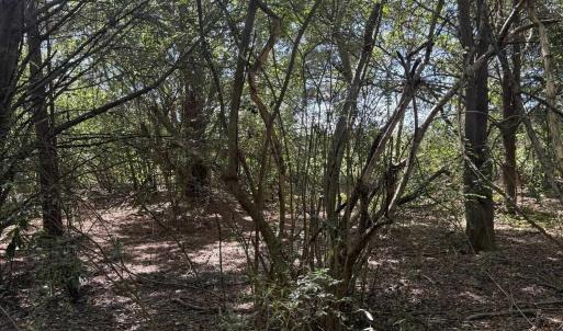 Photo #4 of TBD Black Branch Rd., Dillon, SC 0.7 acres