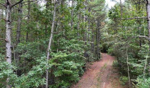 Photo #11 of TBD Highway 905, Conway, SC 87.3 acres