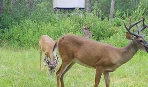 Photo #43 of TBD Highway 905, Conway, SC 87.3 acres