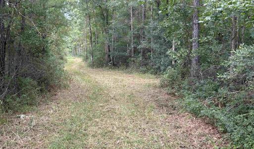Photo #41 of TBD Highway 905, Conway, SC 87.3 acres