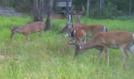 Photo #45 of TBD Highway 905, Conway, SC 87.3 acres