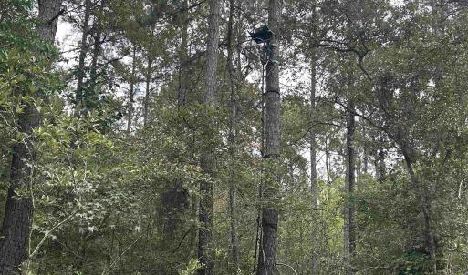 Photo #32 of TBD Highway 905, Conway, SC 87.3 acres