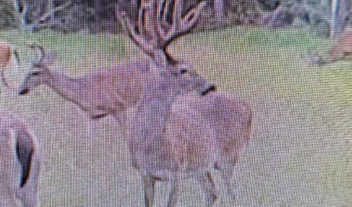 Photo #44 of TBD Highway 905, Conway, SC 87.3 acres
