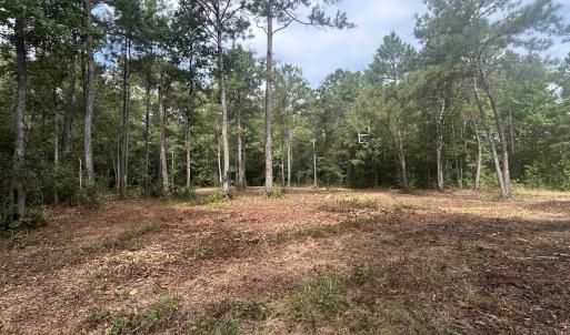 Photo #24 of TBD Highway 905, Conway, SC 87.3 acres